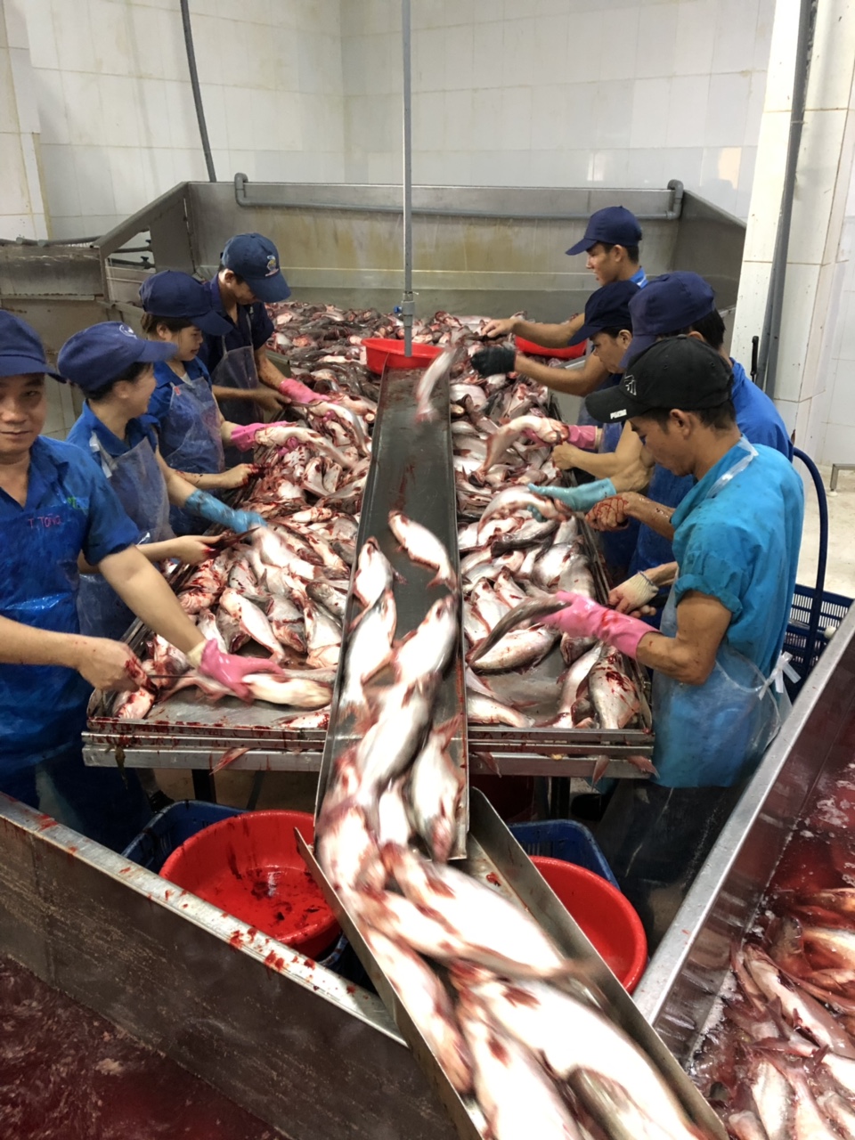 Pangasius fillet processing Zahra JSC